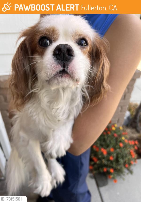 Found/Stray Male Dog last seen Hawks Point, Fullerton, CA 90604