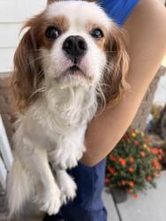 Found/Stray Male Dog last seen Hawks Point, Fullerton, CA 90604