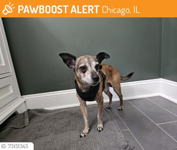 Found/Stray Male Dog last seen Archer Ave & Lorel Ave, Chicago, IL 60638