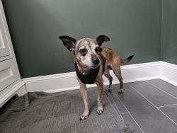 Found/Stray Male Dog last seen Archer Ave & Lorel Ave, Chicago, IL 60638
