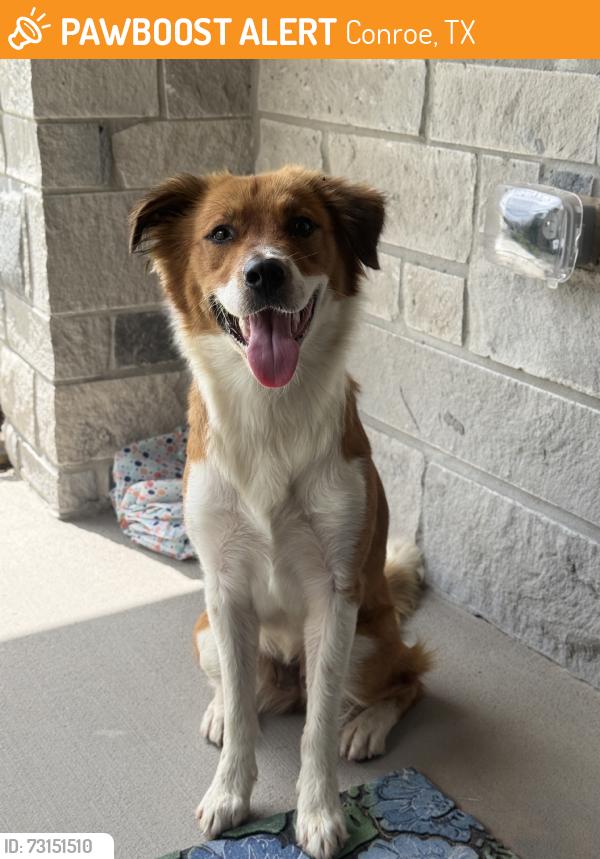 Found/Stray Female Dog last seen Near Blass Valley Dr, Conroe, TX 77302