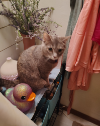 Lost Female Cat last seen Brian Avenue Duncansville Pa, Duncansville, PA 16635