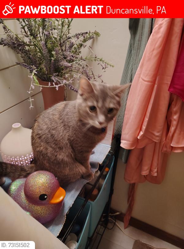 Lost Female Cat last seen Brian Avenue Duncansville Pa, Duncansville, PA 16635