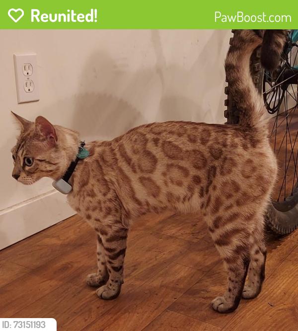Reunited Unknown Cat last seen Chandler Dr, Salt Lake City UT, Salt Lake City, UT 84103