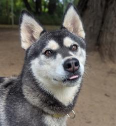 Shelter Stray Female Dog last seen Hayden Island, PORTLAND, OR, 97217, 1700 W Historic Columbia River Hwy, Troutdale, OR 97060, USA