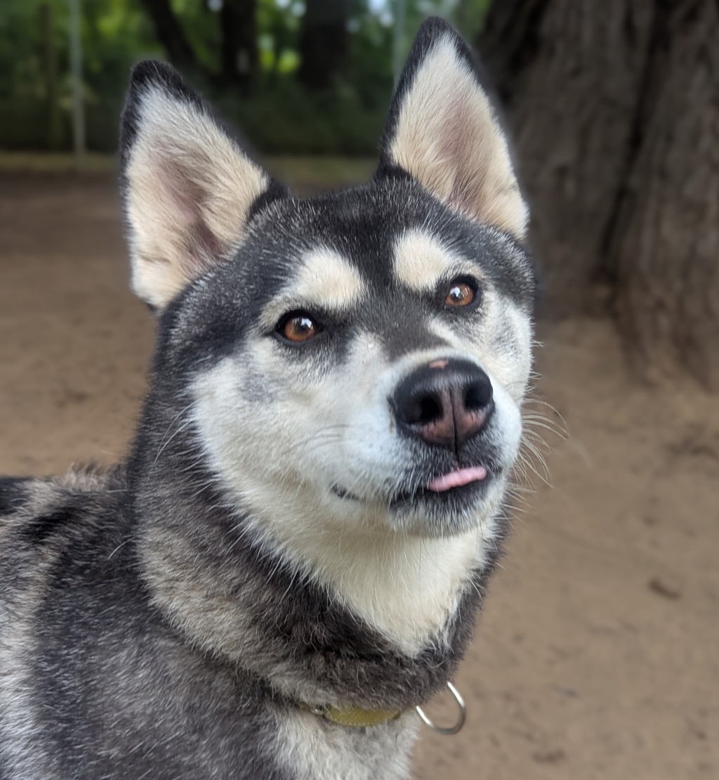 Shelter Stray Female Dog last seen Hayden Island, PORTLAND, OR, 97217, 1700 W Historic Columbia River Hwy, Troutdale, OR 97060, USA