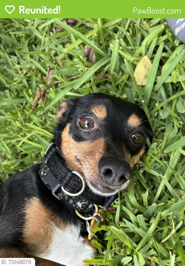 Reunited Female Dog last seen Pease middle school, San Antonio, TX 78245