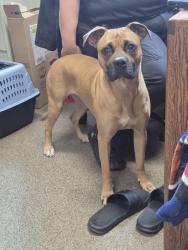 Shelter Stray Female Dog last seen NW Old Holly Hill Road, SEABECK, WA, 98380, 9167 Dickey Rd NW, Silverdale, WA 98383, USA