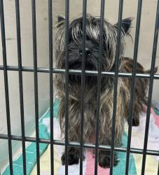 Shelter Stray Male Dog last seen NE 111th and NE Halsey, OR, 1700 W Historic Columbia River Hwy, Troutdale, OR 97060, USA