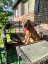 Reunited Female Dog last seen Shiloh rd jenkinsburg, ga 30234, Jenkinsburg, GA 30234