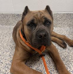 Shelter Stray Male Dog last seen unknown, Golden, CO, 80401, 580 McIntyre St, Golden, CO 80401, USA