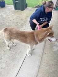 Found/Stray Male Dog last seen Vernado Dr., Smith County, TX 75762