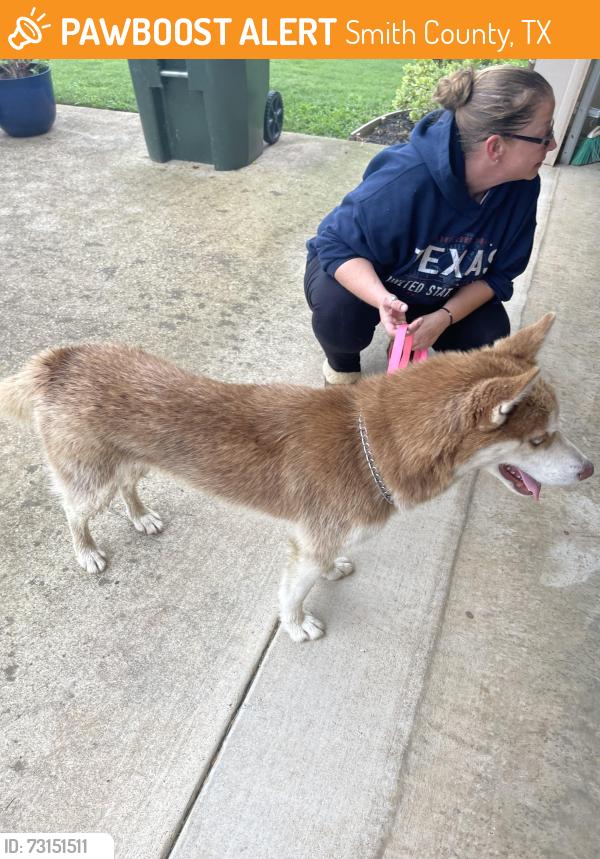 Found/Stray Male Dog last seen Vernado Dr., Smith County, TX 75762
