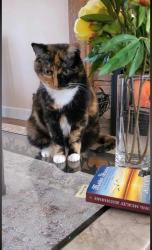 Lost Female Cat last seen Nest, Thorncliff, Cambridge, Vaudreuil-Soulanges, QC 