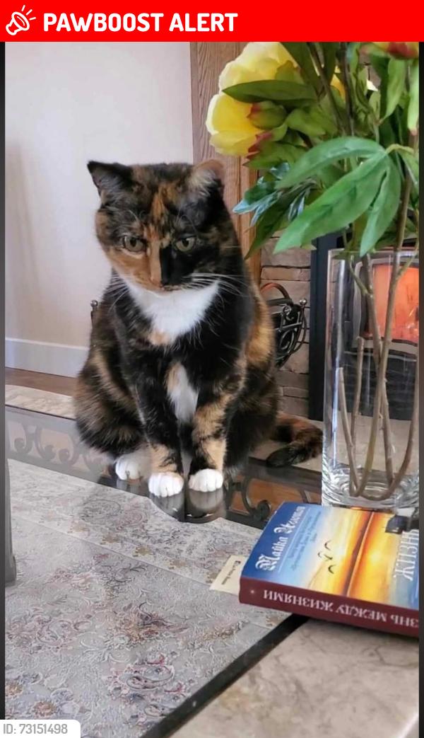 Lost Female Cat last seen Nest, Thorncliff, Cambridge, Vaudreuil-Soulanges, QC 