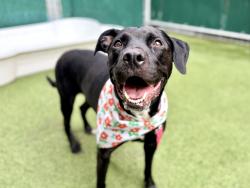 Shelter Stray Female Dog last seen Apt 2,256 W 111th Street, NEW YORK, NY, 10026, 326 E 110th St, New York, NY 10029, USA