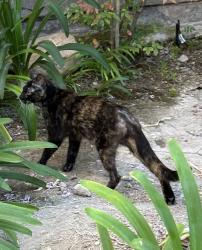 Reunited Female Cat last seen Avenida de las Vistas San Diego, CA 92154, San Diego, CA 92154
