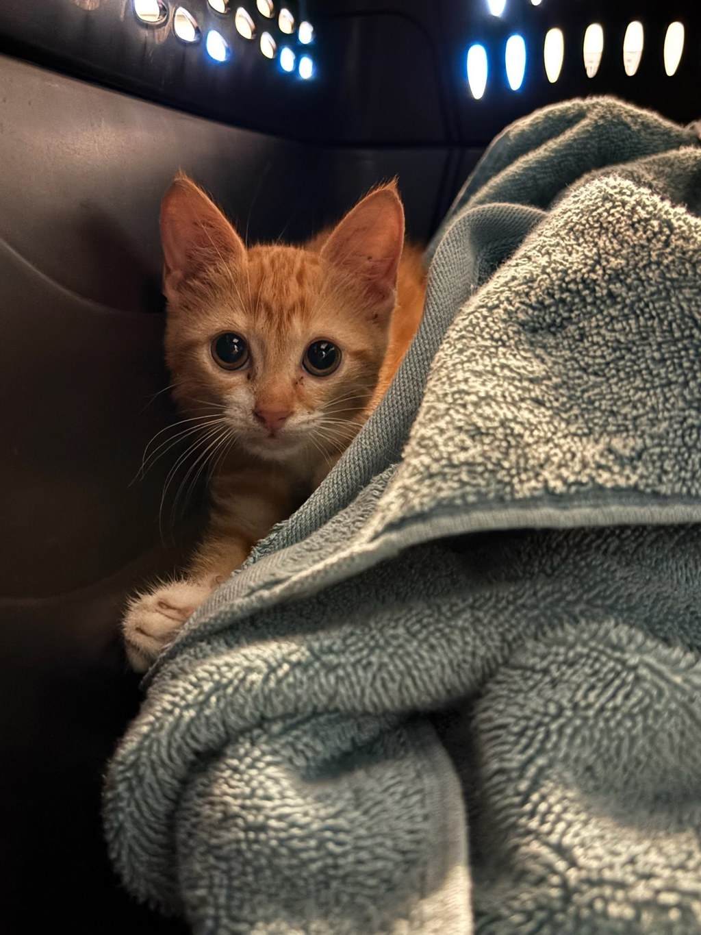 Shelter Stray Female Cat last seen Near E 10th Street, AUSTIN, TX, 78702, 7201 Levander Loop bldg a, Austin, TX 78702, USA