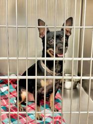Shelter Stray Male Dog last seen Crossing Place, AUSTIN, TX, 78741, 7201 Levander Loop bldg a, Austin, TX 78702, USA