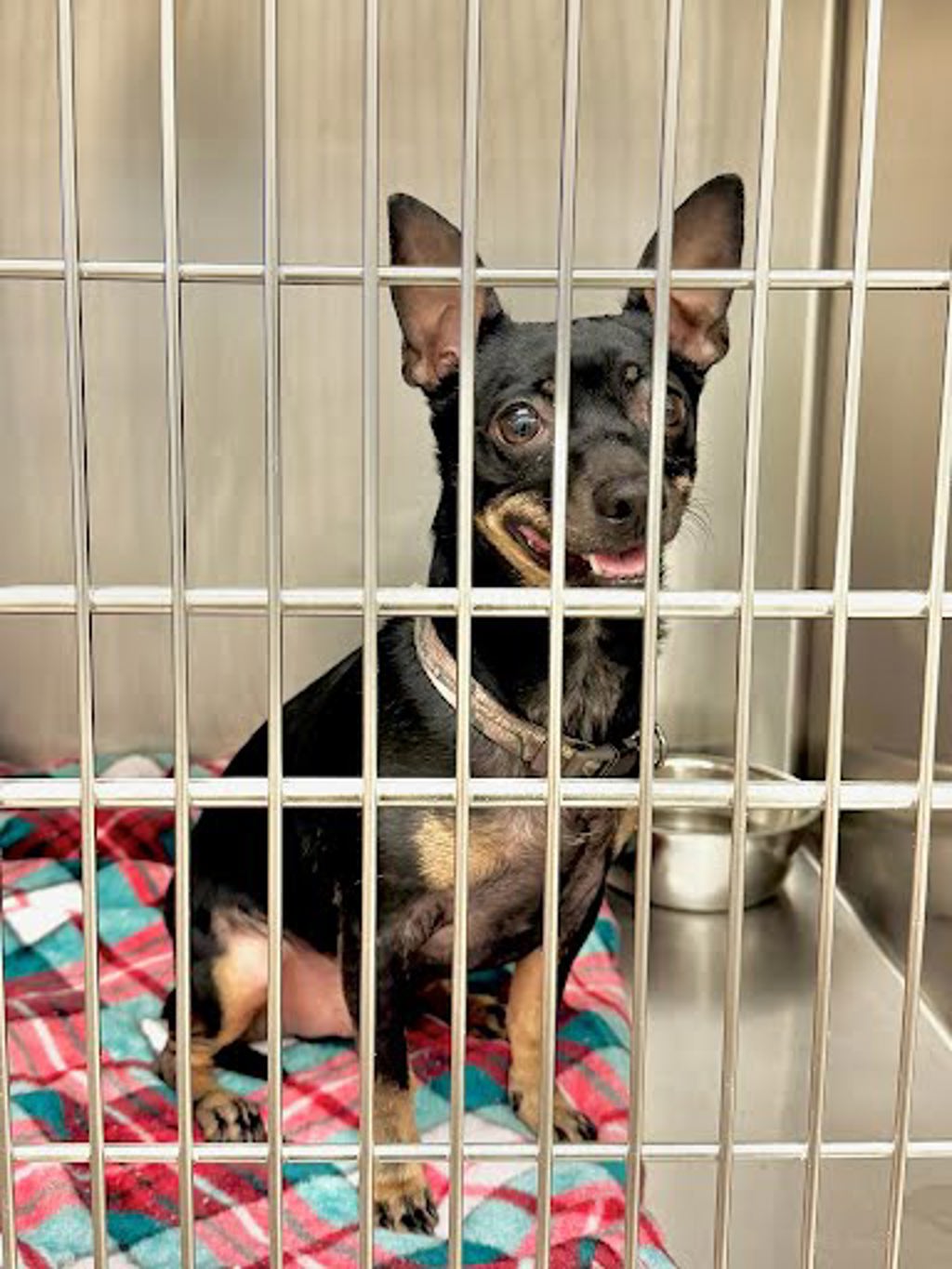 Shelter Stray Male Dog last seen Crossing Place, AUSTIN, TX, 78741, 7201 Levander Loop bldg a, Austin, TX 78702, USA