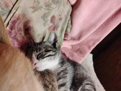 Lost Male Cat last seen BRIAR CT and AVENUE C, Cheyenne, WY 82007