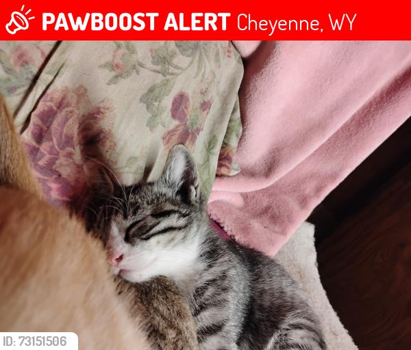 Lost Male Cat last seen BRIAR CT and AVENUE C, Cheyenne, WY 82007