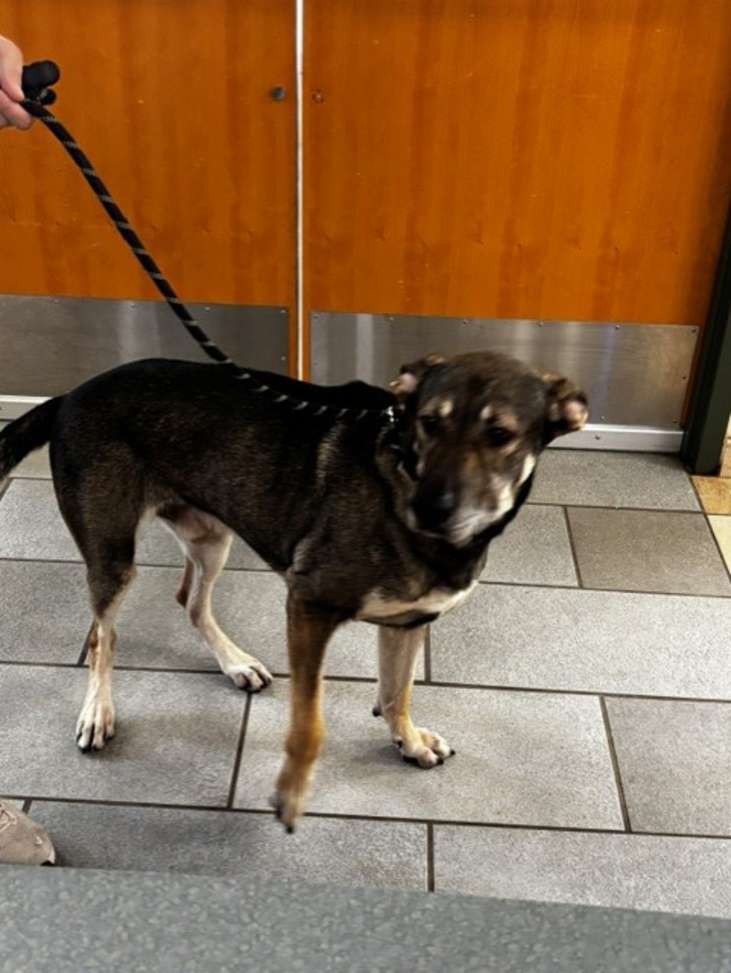 Shelter Stray Male Dog last seen Biltmore Dr, VIRGINIA BEACH, VA, 23454, 341 S Birdneck Rd, Virginia Beach, VA 23451, USA