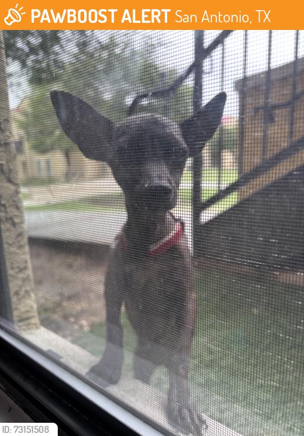Found/Stray Male Dog last seen W Ansley Blvd, San Antonio, TX 78221