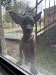 Found/Stray Male Dog last seen W Ansley Blvd, San Antonio, TX 78221