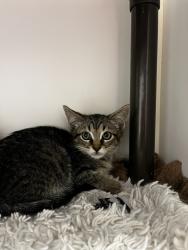 Shelter Stray Male Cat last seen Near E Loveland Avenue, SALT LAKE CITY, UT, 84106, 511 W 3900 S, Salt Lake City, UT 84123, USA