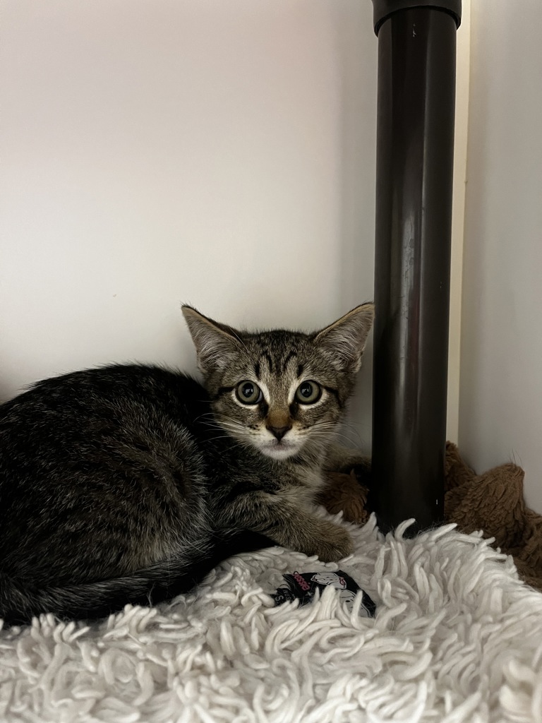 Shelter Stray Male Cat last seen Near E Loveland Avenue, SALT LAKE CITY, UT, 84106, 511 W 3900 S, Salt Lake City, UT 84123, USA