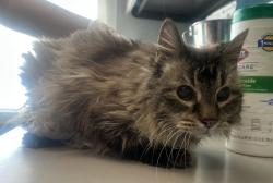 Shelter Stray Female Cat last seen Near E Grill Mill Place, Midvale, UT, 84047, 511 W 3900 S, Salt Lake City, UT 84123, USA
