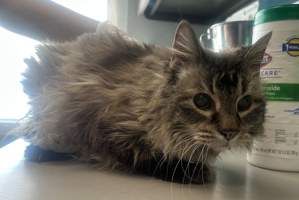 Shelter Stray Female Cat last seen Near E Grill Mill Place, Midvale, UT, 84047, 511 W 3900 S, Salt Lake City, UT 84123, USA