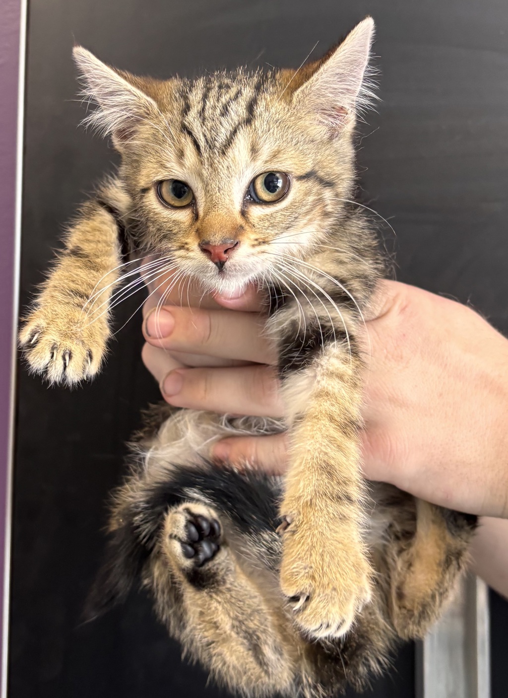 Shelter Stray Male Cat last seen Near E Del Rio Street, SALT LAKE CITY, UT, 84117, 511 W 3900 S, Salt Lake City, UT 84123, USA