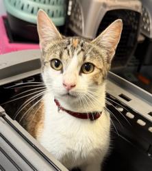 Shelter Stray Female Cat last seen Near Dendy Street, San Diego, CA, 92102, 5500 Gaines St, San Diego, CA 92110, USA