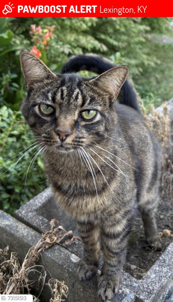 Lost Female Cat last seen North Broadway, Lexington, KY 40508