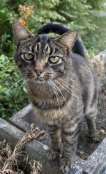 Lost Female Cat last seen North Broadway, Lexington, KY 40508