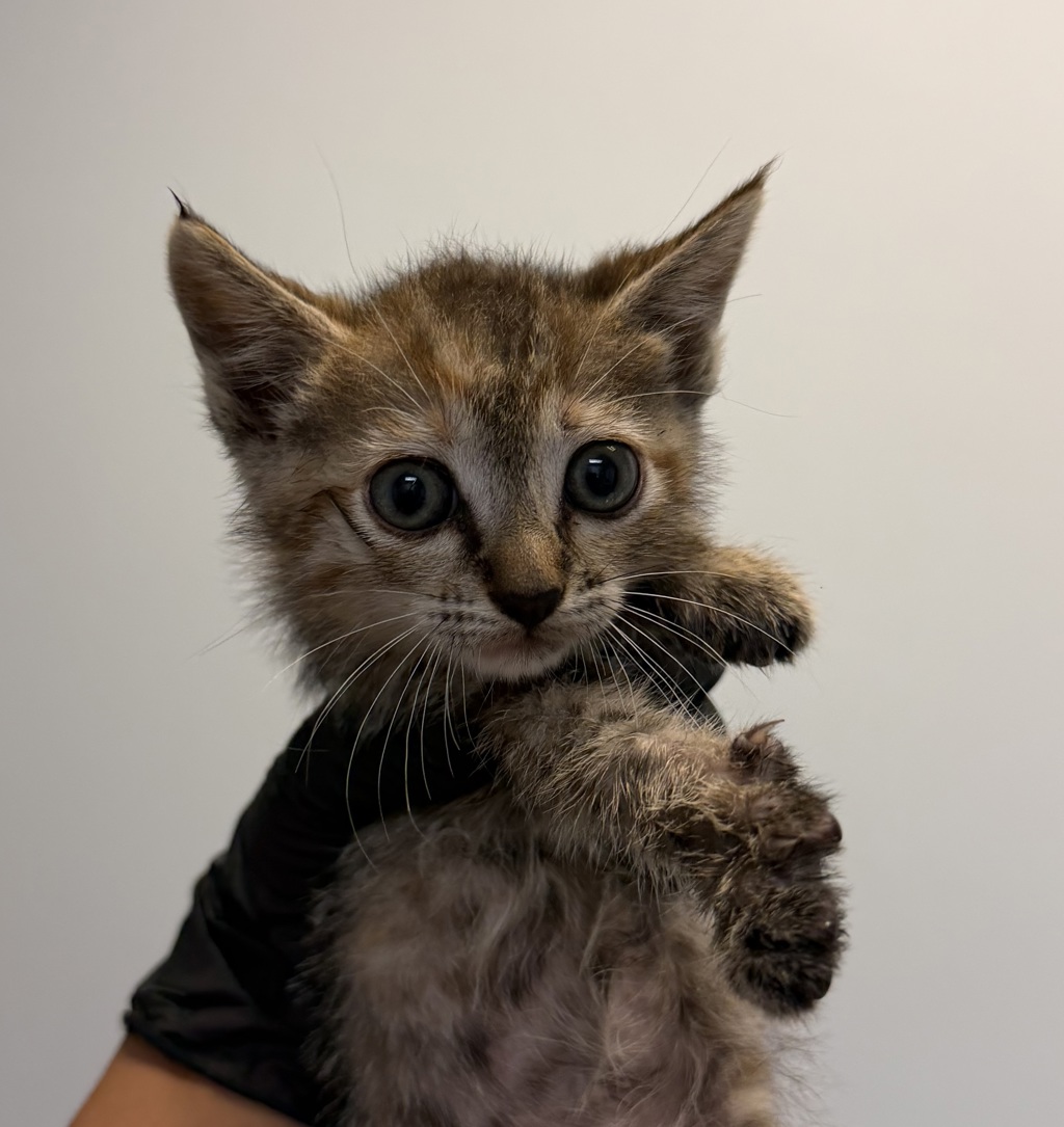 Shelter Stray Female Cat last seen Near Camberieg Court, San Diego, CA, 92154, 5500 Gaines St, San Diego, CA 92110, USA
