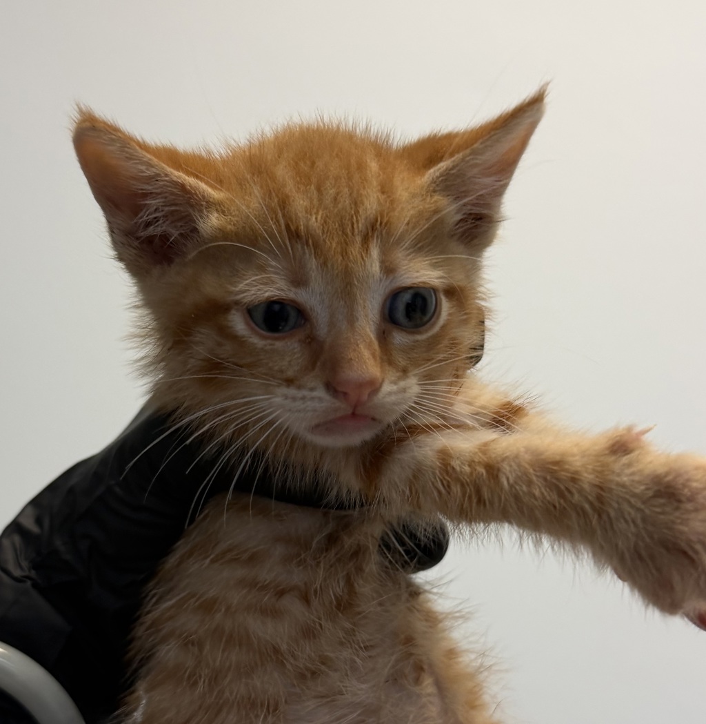 Shelter Stray Male Cat last seen Near Camberieg Court, San Diego, CA, 92154, 5500 Gaines St, San Diego, CA 92110, USA