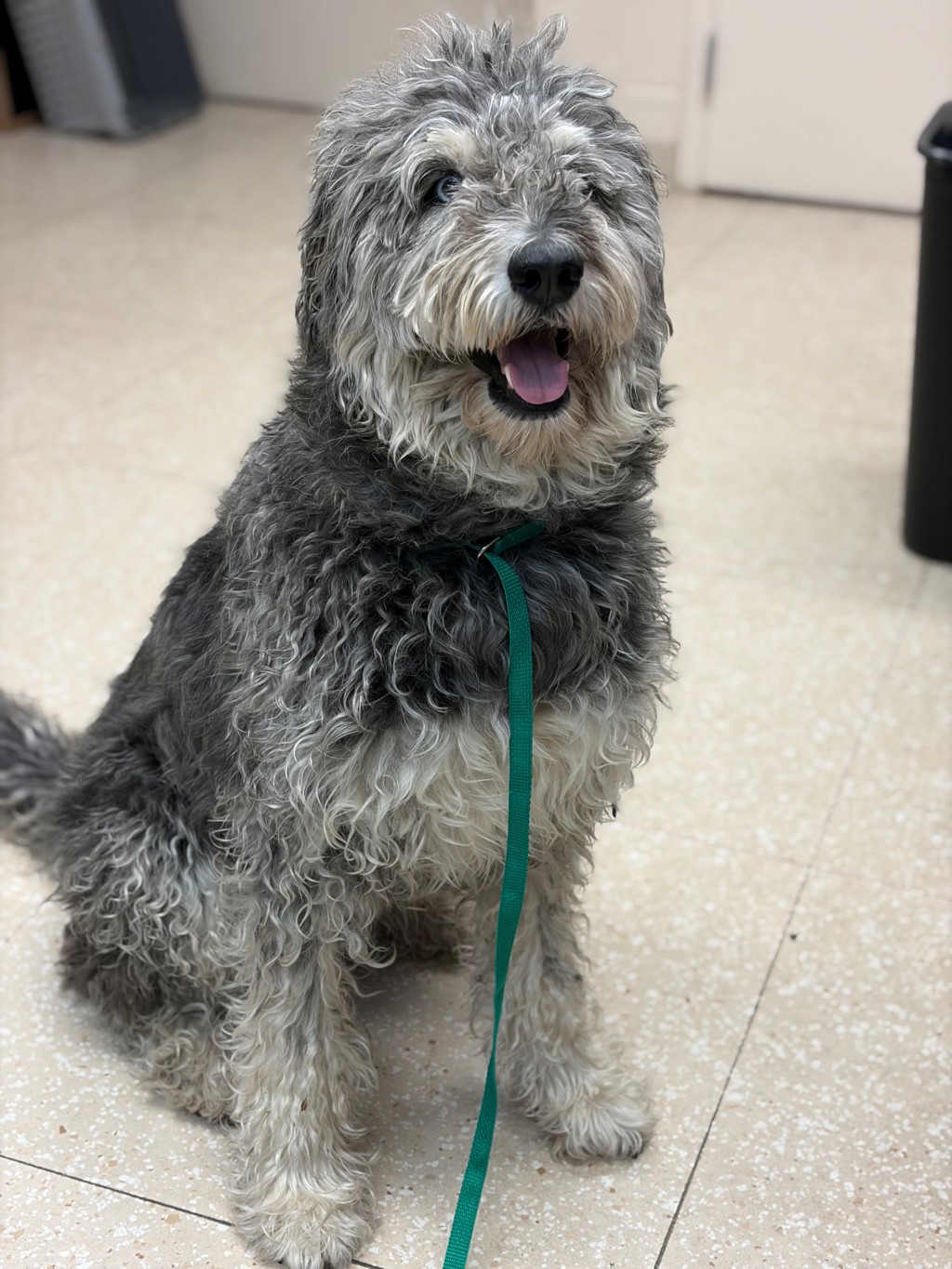 Shelter Stray Female Dog last seen Courthouse Road / Qualla Road, MIDLOTHIAN, VA, 23114, 9300 Public Works Rd, Chesterfield, VA 23832, USA