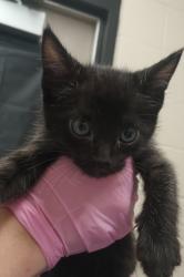 Shelter Stray Male Cat last seen Near Mohawk Street, La Mesa, CA, 91942, El Cajon, CA 92020, USA