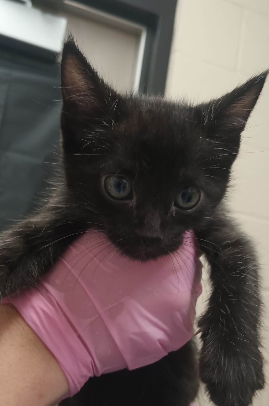 Shelter Stray Male Cat last seen Near Mohawk Street, La Mesa, CA, 91942, El Cajon, CA 92020, USA