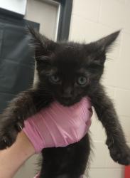 Shelter Stray Male Cat last seen Near Mohawk Street, La Mesa, CA, 91942, El Cajon, CA 92020, USA