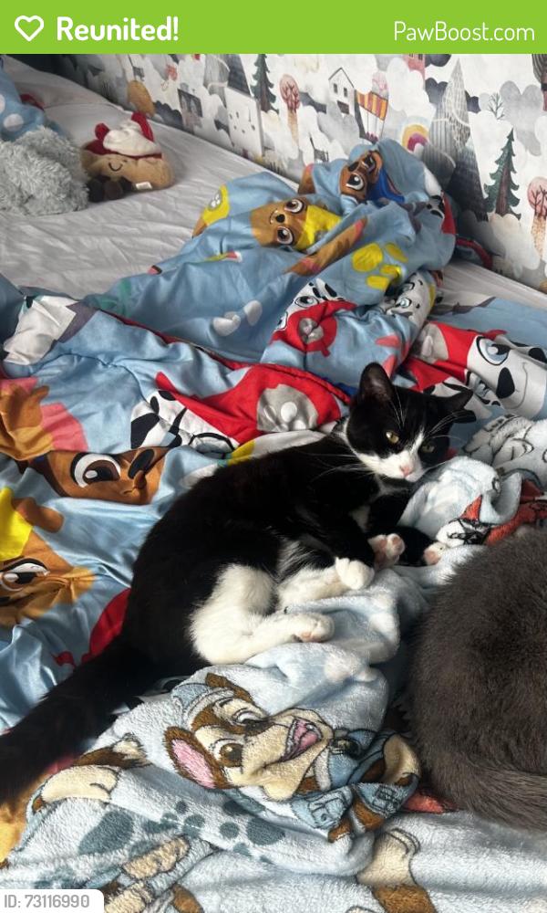 Reunited Female Cat last seen Hawkesley, Birmingham B38 9QW, UK, Hawkesley, England B38 9QW