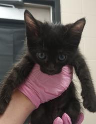 Shelter Stray Male Cat last seen Near Mohawk Street, La Mesa, CA, 91942, El Cajon, CA 92020, USA