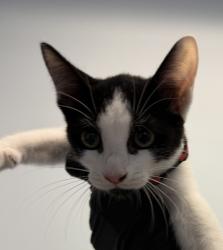 Shelter Stray Female Cat last seen Near Bayview Heights, San Diego, CA, 92105, 5500 Gaines St, San Diego, CA 92110, USA