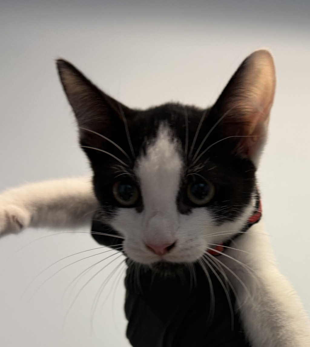 Shelter Stray Female Cat last seen Near Bayview Heights, San Diego, CA, 92105, 5500 Gaines St, San Diego, CA 92110, USA