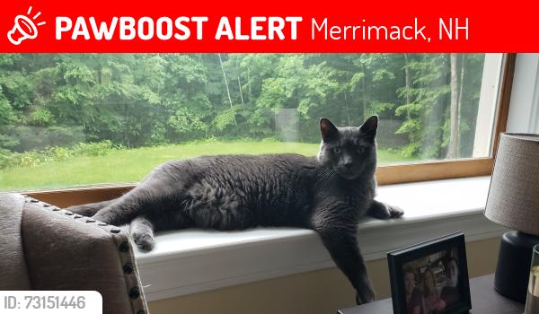 Lost Male Cat last seen Westminster Lane, Merrimack, NH 03054