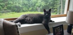 Lost Male Cat last seen Westminster Lane, Merrimack, NH 03054