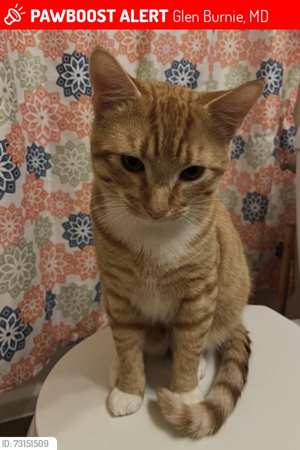 Lost Male Cat last seen Near ralph rd, Glen Burnie, MD 21060